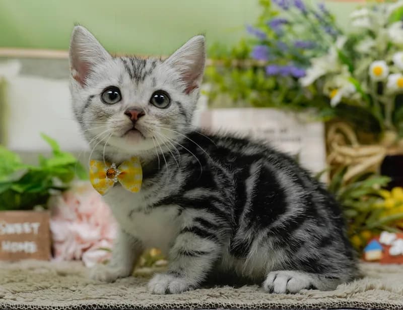 アメリカンショートヘアの子猫 メス シルバータビー - パピーヴィレッジ コノハズク - 写真1