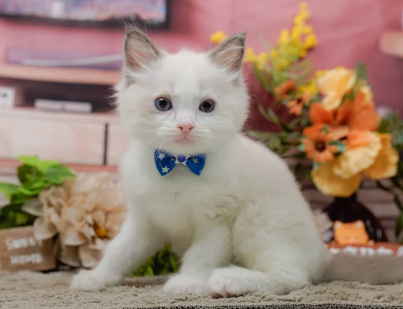 ラグドールの子猫 オス ブルーポイントバン