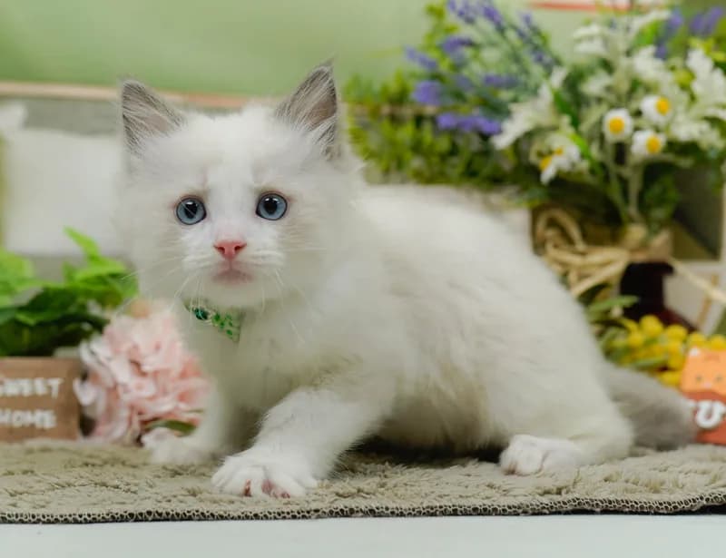 ラグドールの子猫 オス ブルーポイント - パピーヴィレッジ コノハズク - 写真1