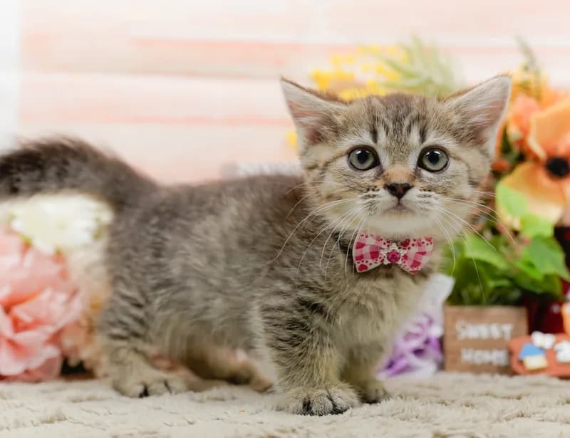 ミヌエットの子猫 メス ブラウンタビー - パピーヴィレッジ コノハズク - 写真1