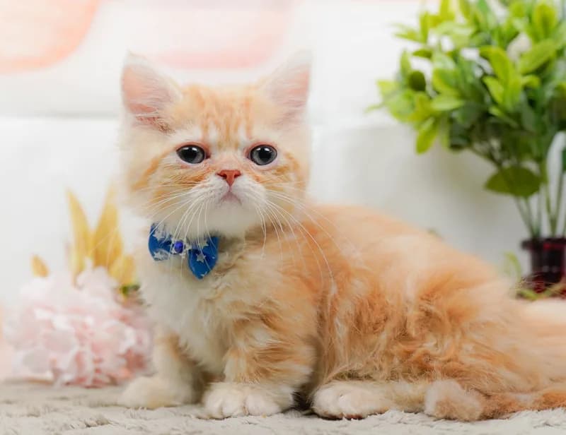 ミヌエットの子猫 オス レッドタビー