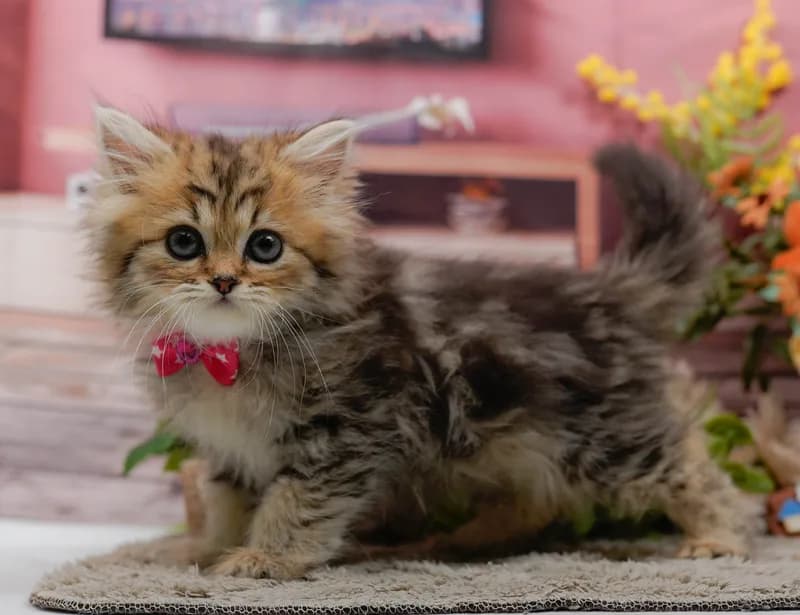 ミヌエットの子猫 メス ブラウンタビー