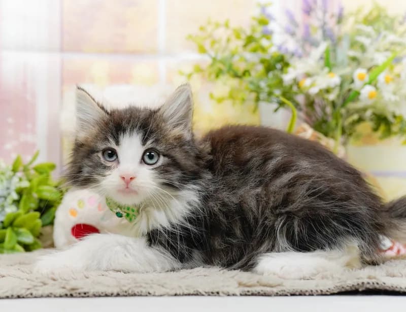 ノルウェージャンフォレストキャットの子猫 オス ブラウンタビー&ホワイト