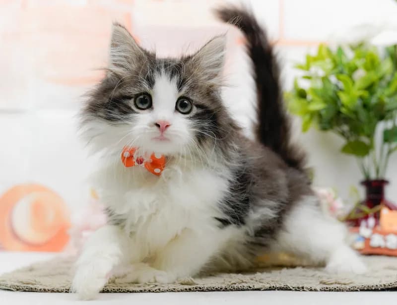 ノルウェージャンフォレストキャットの子猫 オス ブラウンタビー&ホワイト