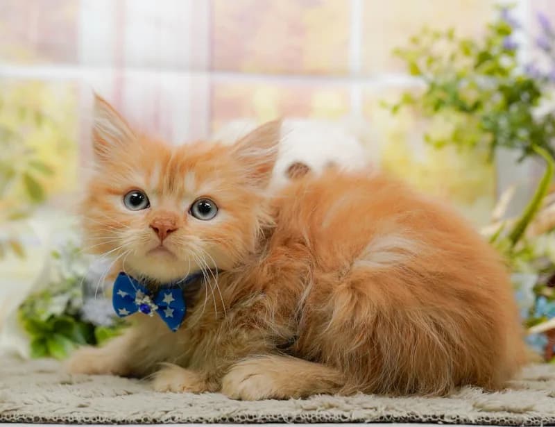 マンチカンの子猫 オス レッドタビー