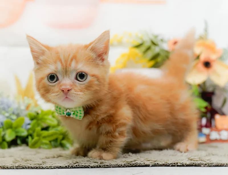 マンチカンの子猫 オス レッドタビー