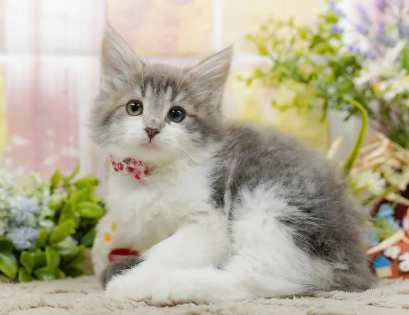 ノルウェージャンフォレストキャットの子猫 メス ブルータビー&ホワイト - パピーヴィレッジ コノハズク - 写真1