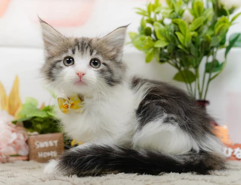 ノルウェージャンフォレストキャットの子猫 メス ブラウンタビー&ホワイト