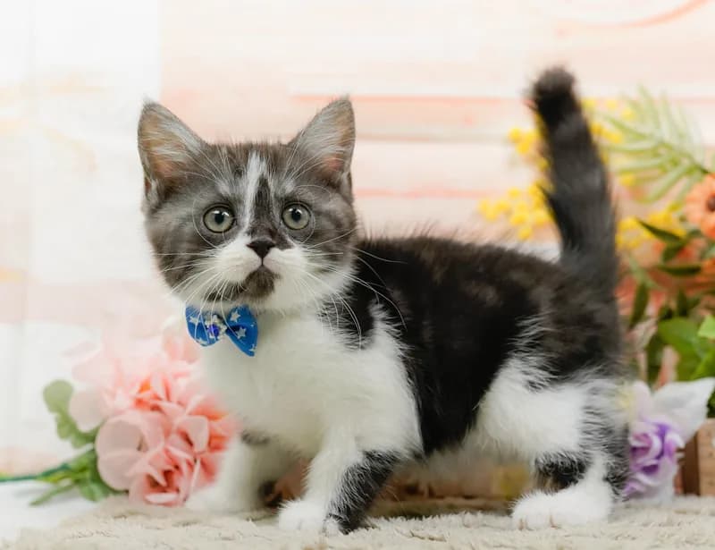 マンチカンの子猫 オス シルバータビー&ホワイト