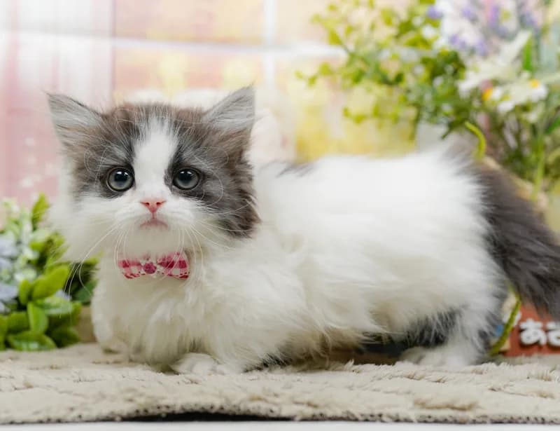 マンチカンの子猫 メス シルバータビー&ホワイト - パピーヴィレッジ コノハズク - 写真1