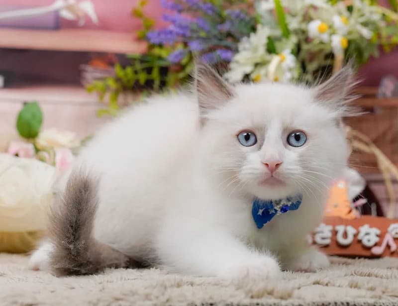 ラグドールの子猫 オス ブルーポイントバイカラー