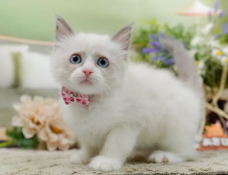 ラグドールの子猫 メス ブルーポイントバイカラー - パピーヴィレッジ コノハズク - 写真1