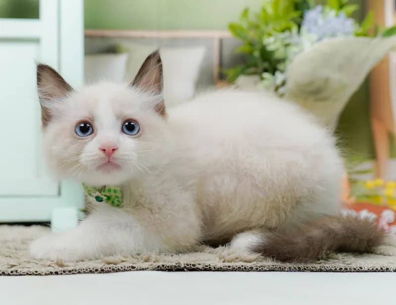 ラグドールの子猫 オス シールポイントバイカラー