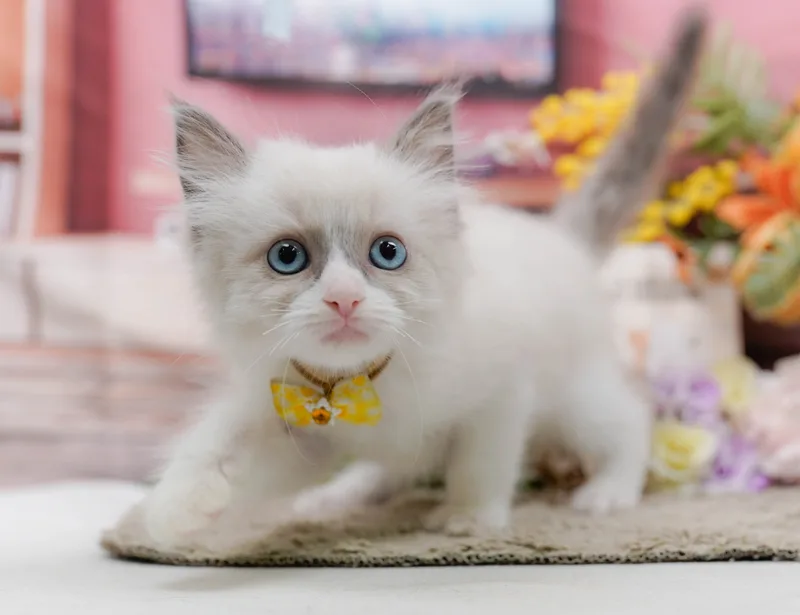 ラグドールの子猫 メス ブルーポイントバイカラー