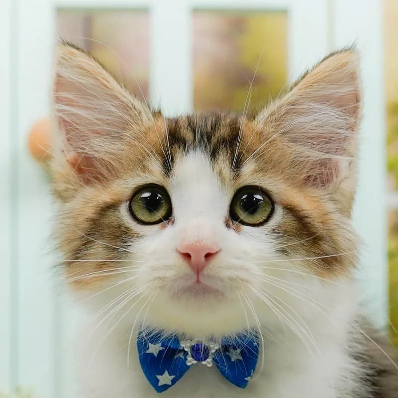 ノルウェージャンフォレストキャットの子猫 オス ブラウンタビーホワイト - パピーヴィレッジ コノハズク - 写真1