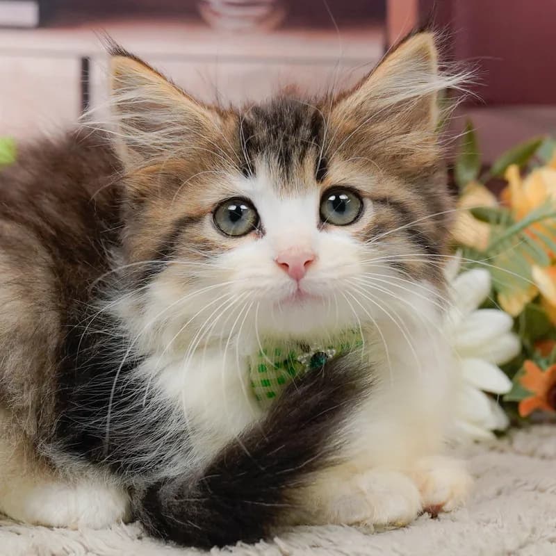 ノルウェージャンフォレストキャットの子猫 オス ブラウンタビーホワイト - パピーヴィレッジ コノハズク - 写真1