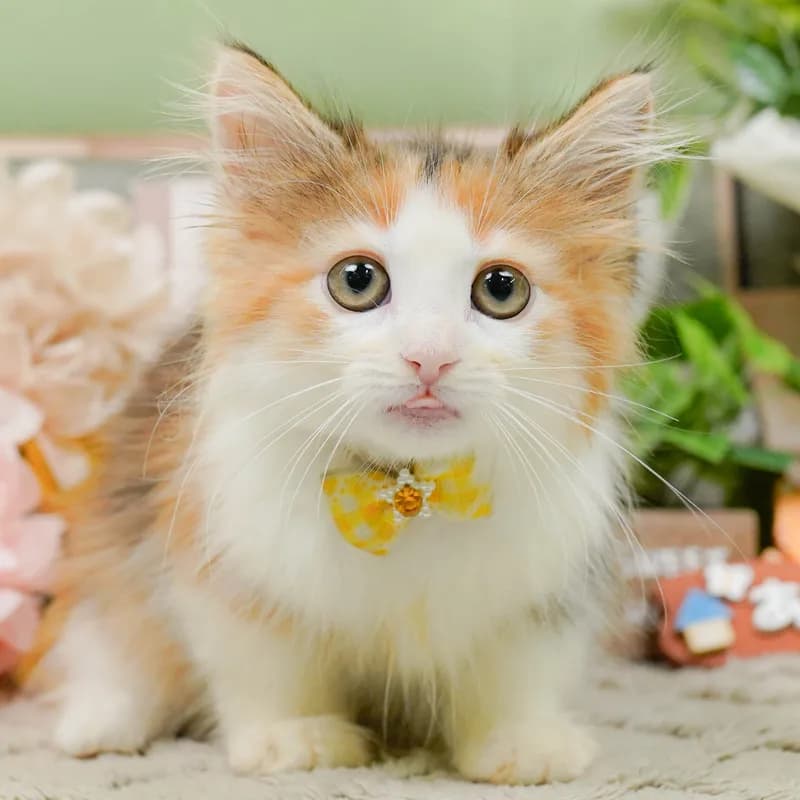ノルウェージャンフォレストキャットの子猫 メス ブラウンパッチドタビーホワイト - パピーヴィレッジ コノハズク - 写真1