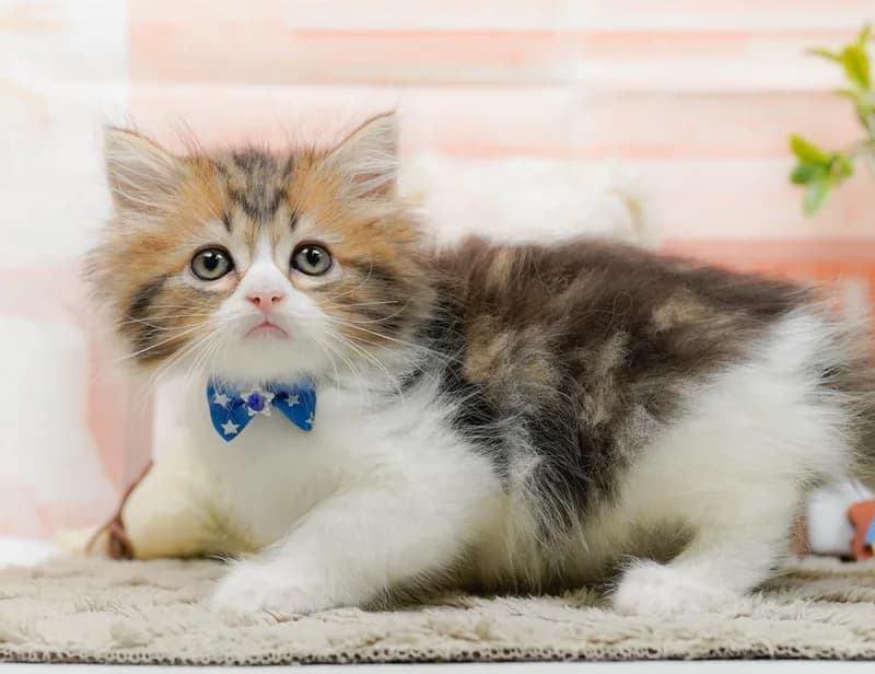 ラガマフィンの子猫 オス ブラウンタビーホワイト - パピーヴィレッジ コノハズク - 写真1