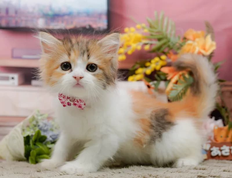 ラガマフィンの子猫 メス ブラウンパッチドタビーホワイト
