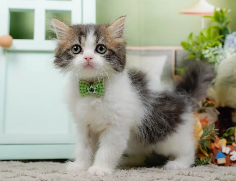 ラガマフィンの子猫 オス ブラウンタビーホワイト
