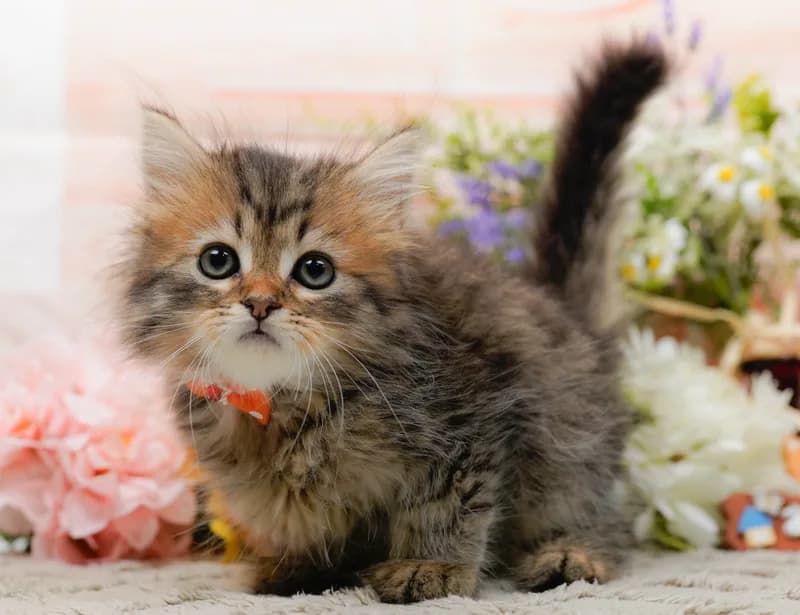 ラガマフィンの子猫 オス ブラウンタビー