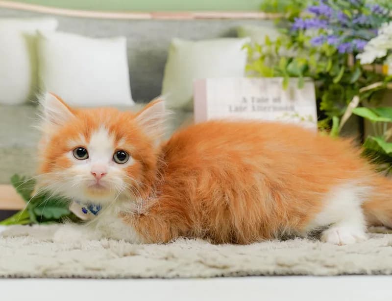 ノルウェージャンフォレストキャットの子猫 オス レッドタビーホワイト - パピーヴィレッジ コノハズク - 写真1
