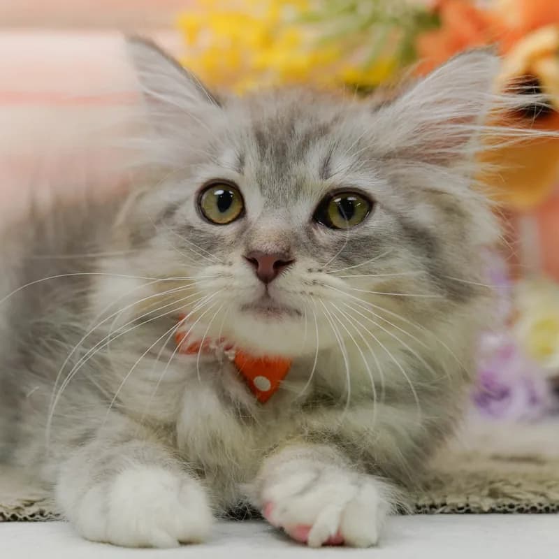 サイベリアンの子猫 オス ブルータビー - パピーヴィレッジ コノハズク - 写真1