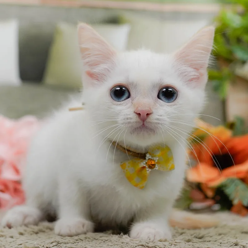 マンチカンの子猫 メス クリームタビー&ホワイトバン - パピーヴィレッジ コノハズク - 写真1