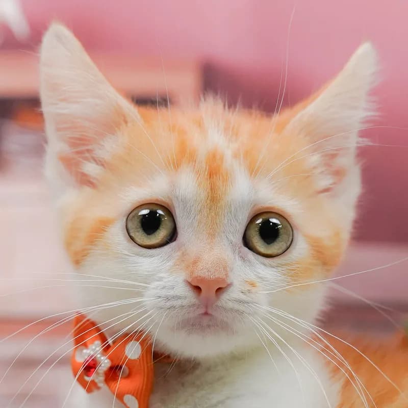 マンチカンの子猫 メス レッドタビー - パピーヴィレッジ コノハズク - 写真1