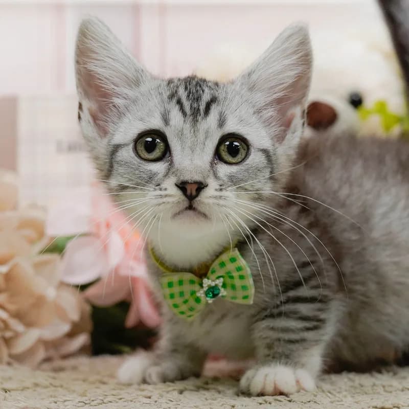 マンチカンの子猫 オス シルバータビー - パピーヴィレッジ コノハズク - 写真1
