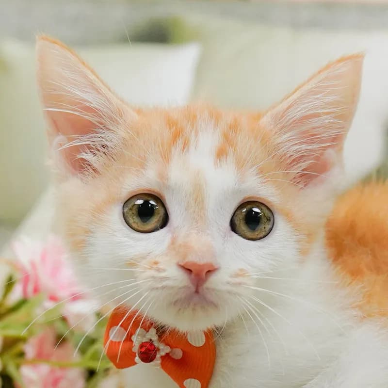 マンチカンの子猫 オス レッドタビーホワイト - パピーヴィレッジ コノハズク - 写真1