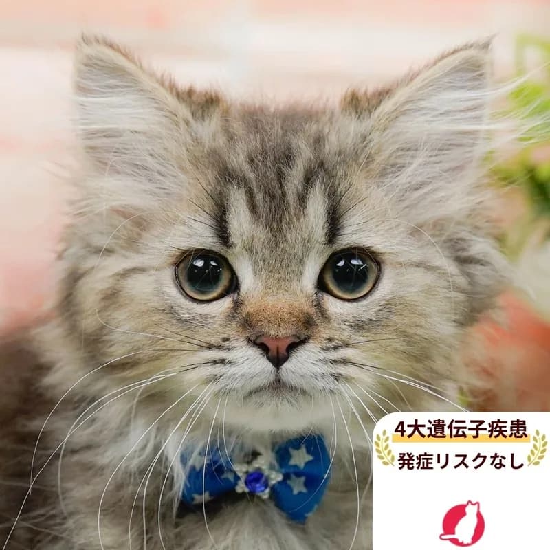 ペルシャの男の子 ブラウンタビー