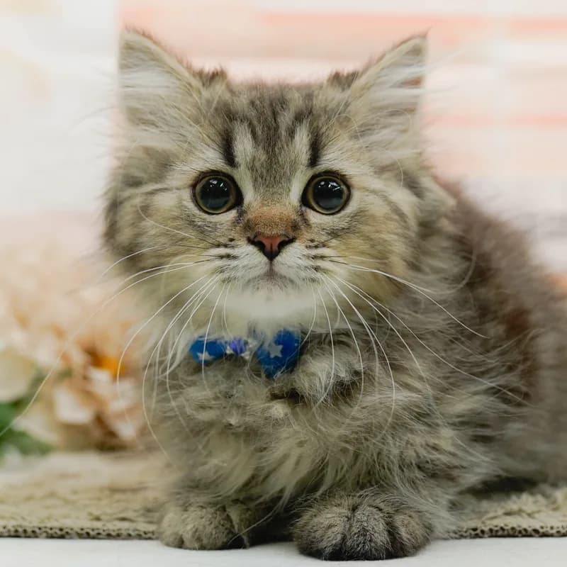 ペルシャの子猫 オス ブラウンタビー - パピーヴィレッジ コノハズク - 写真1