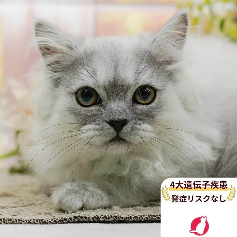 ペルシャの男の子 チンチラシルバー