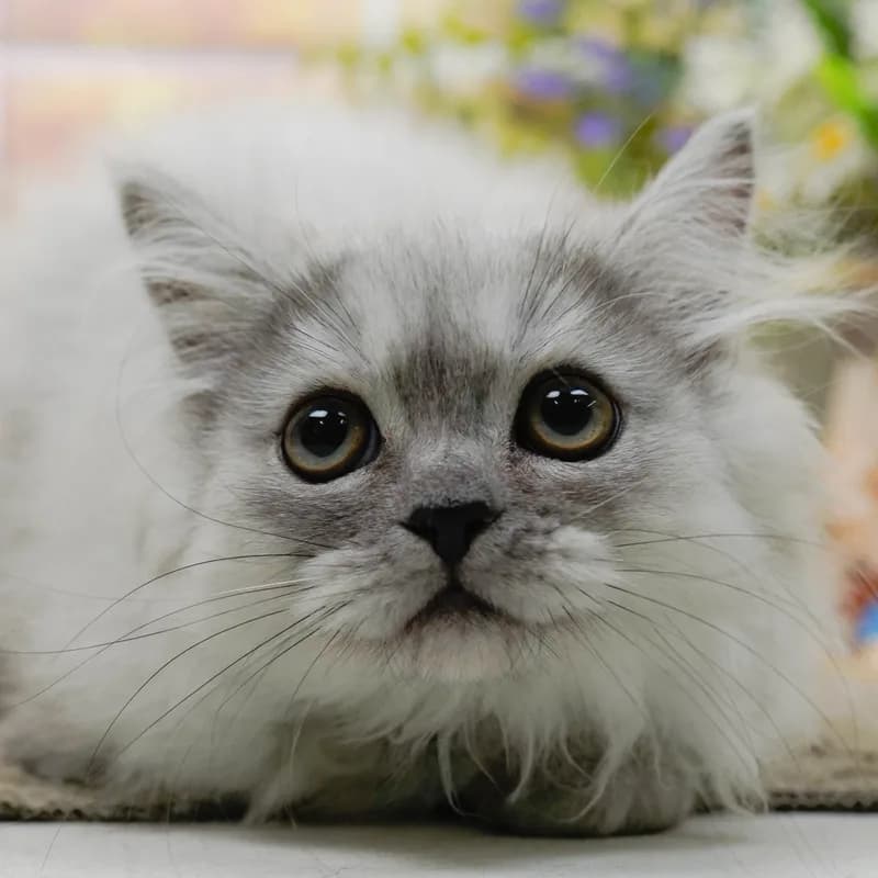 ペルシャの子猫 オス チンチラシルバー - パピーヴィレッジ コノハズク - 写真1