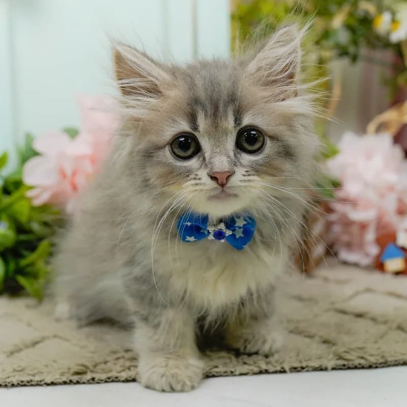 サイベリアンの子猫 オス ブルータビー - パピーヴィレッジ コノハズク - 写真1