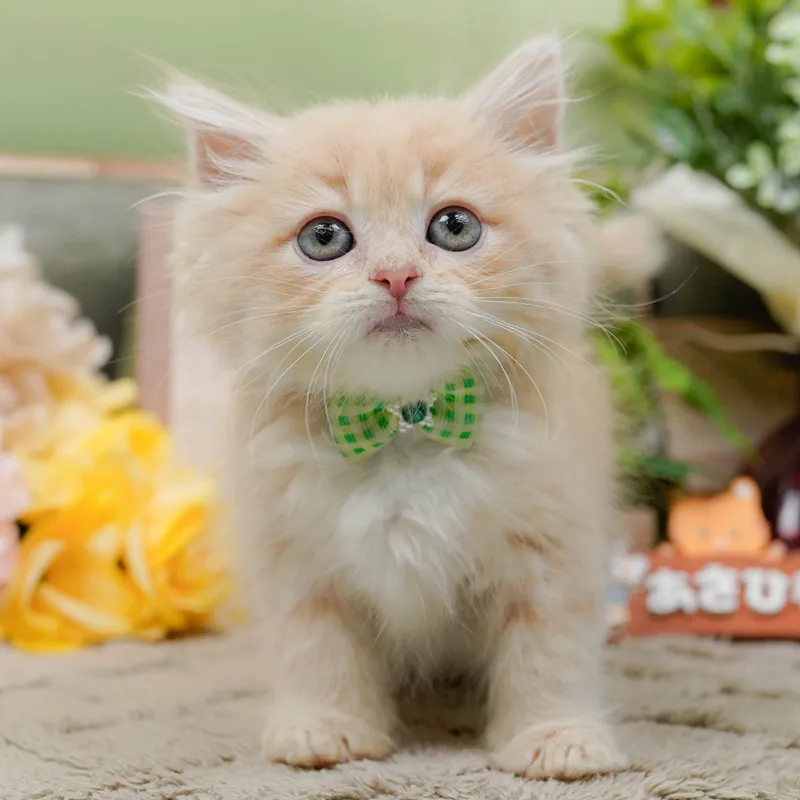 サイベリアンの子猫 オス クリームタビー - パピーヴィレッジ コノハズク - 写真1