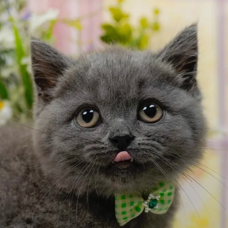 ブリティッシュショートヘアの子猫 オス ブルー - パピーヴィレッジ コノハズク - 写真1