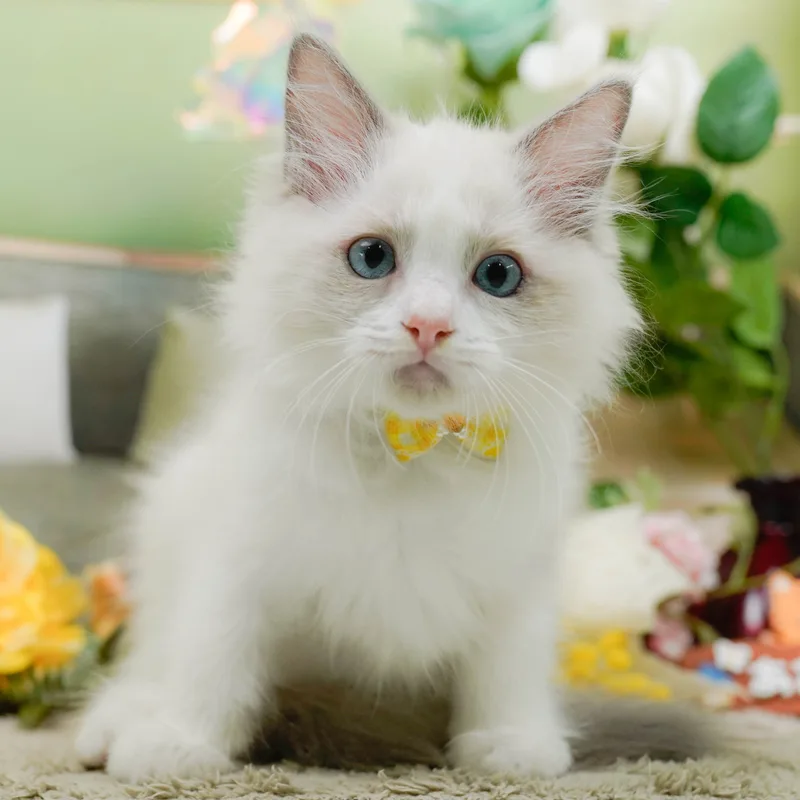 ラグドールの子猫 メス ブルーポイントバイカラー - パピーヴィレッジ コノハズク - 写真1