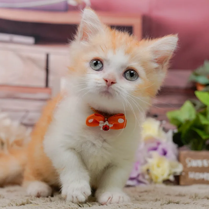 マンチカンの子猫 オス レッドタビー&ホワイト - パピーヴィレッジ コノハズク - 写真1