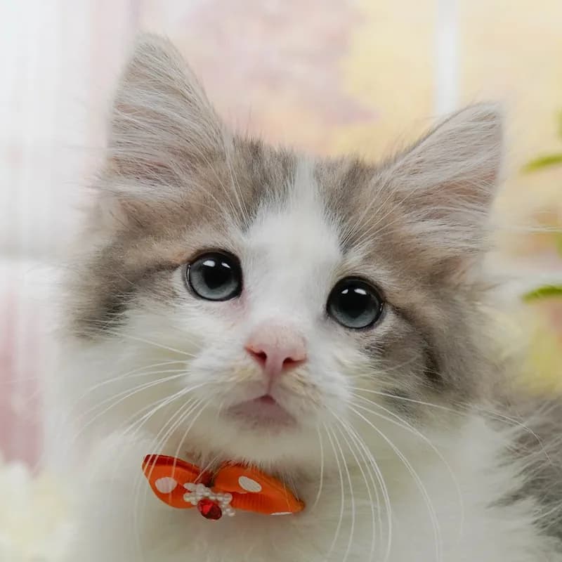 ノルウェージャンフォレストキャットの子猫 オス ブルータビー&ホワイト - パピーヴィレッジ コノハズク - 写真1