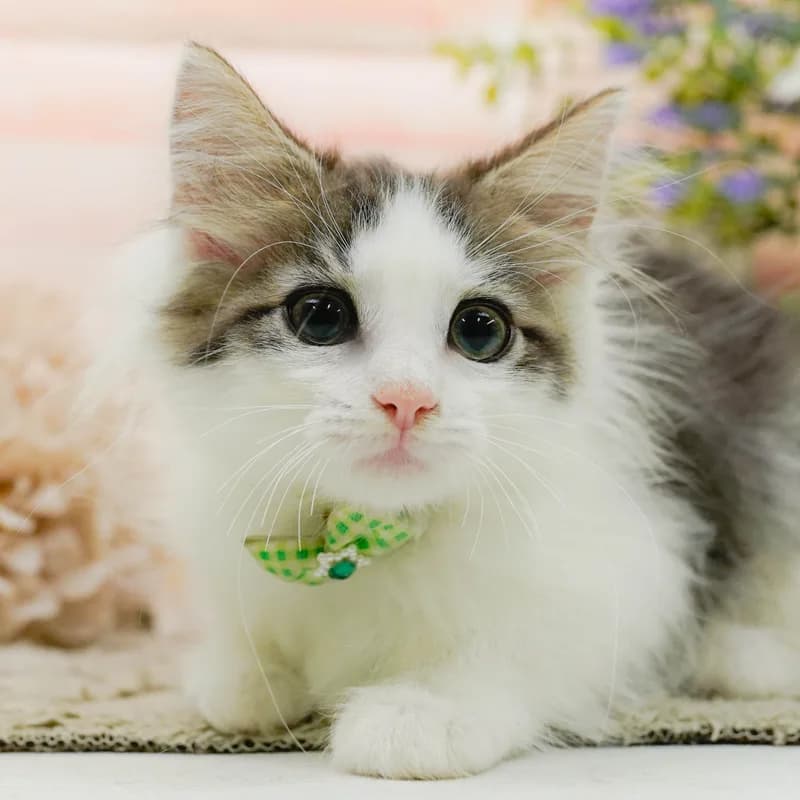 ノルウェージャンフォレストキャットの子猫 オス ブラウンタビー&ホワイト - パピーヴィレッジ コノハズク - 写真1