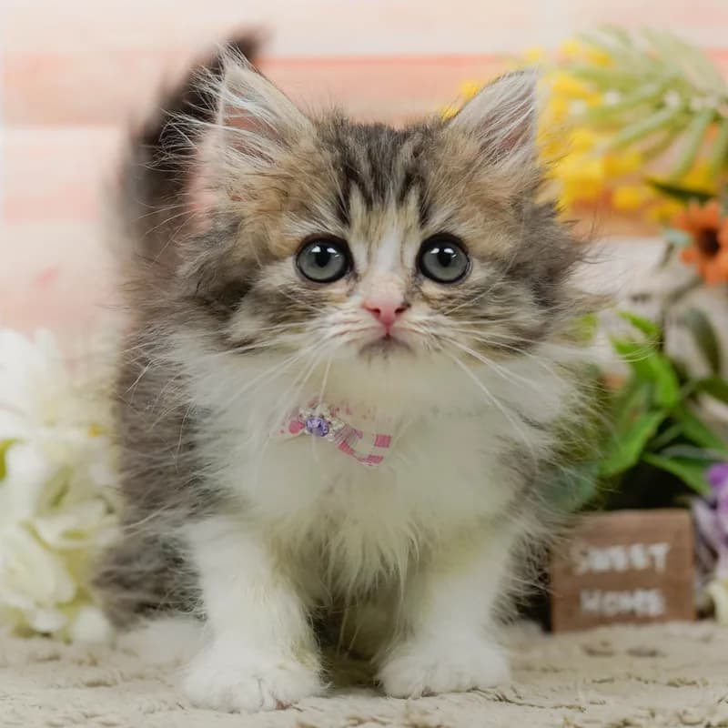 ラガマフィンの子猫 メス ブラウンタビー&ホワイト - パピーヴィレッジ コノハズク - 写真1