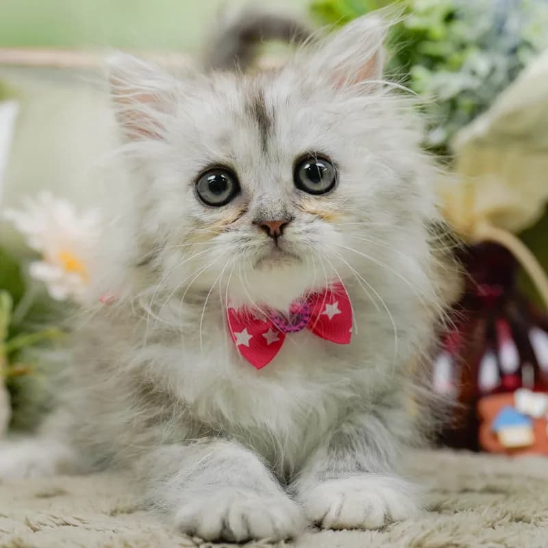 ラガマフィンの子猫 メス シルバータビー - パピーヴィレッジ コノハズク - 写真1