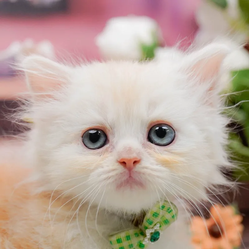 ラガマフィンの子猫 オス クリームタビーホワイト - パピーヴィレッジ コノハズク - 写真1