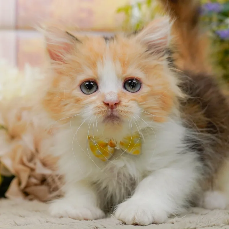 ラガマフィンの子猫 メス キャリコ - パピーヴィレッジ コノハズク - 写真1