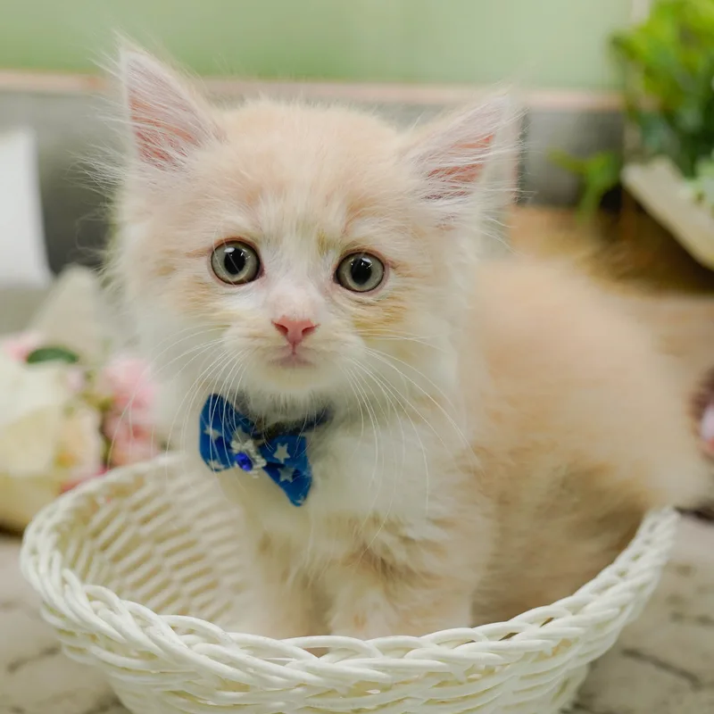 マンチカンの子猫 オス クリームタビー ホワイト - パピーヴィレッジ コノハズク - 写真1