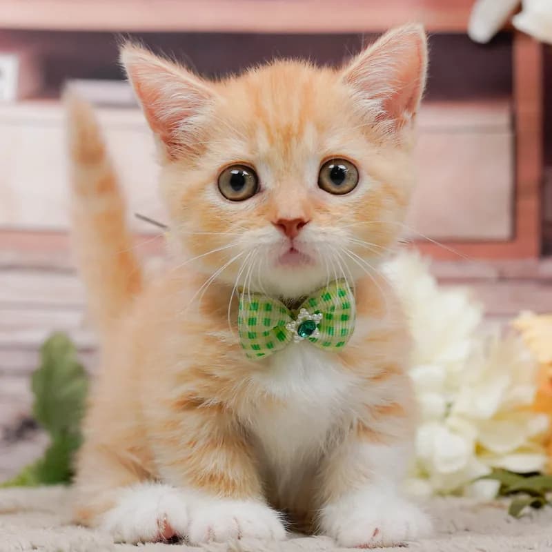 マンチカンの子猫 オス レッドタビーホワイト - パピーヴィレッジ コノハズク - 写真1