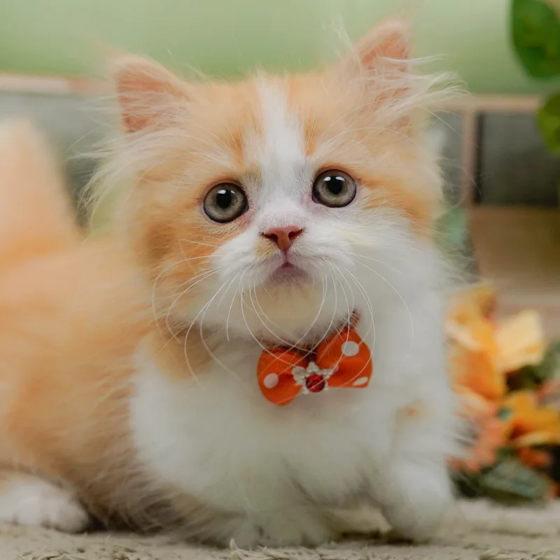 マンチカンの子猫 オス レッドタビー&ホワイト - パピーヴィレッジ コノハズク - 写真1