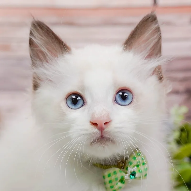 ラグドールの子猫 オス シールポイント - パピーヴィレッジ コノハズク - 写真1